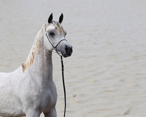 Laheeb Al Nasser ( Al Adeed Al Shaqab x Bint Saida Al Nasser )